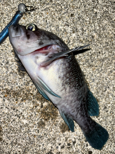 マゾイの釣果