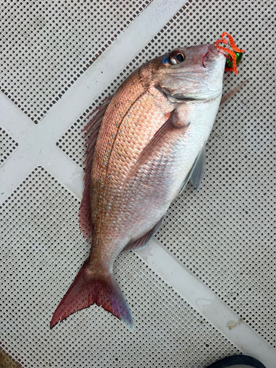 ☆沙乃○☆さんの釣果 1枚目の画像