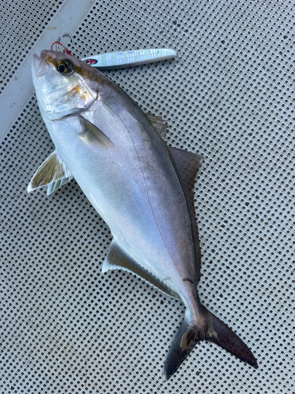 ☆沙乃○☆さんの釣果 2枚目の画像