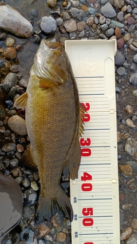 スモールマウスバスの釣果