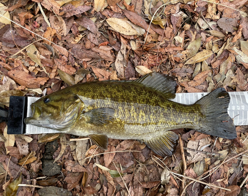 スモールマウスバスの釣果