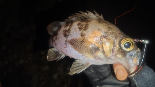 シロメバルの釣果