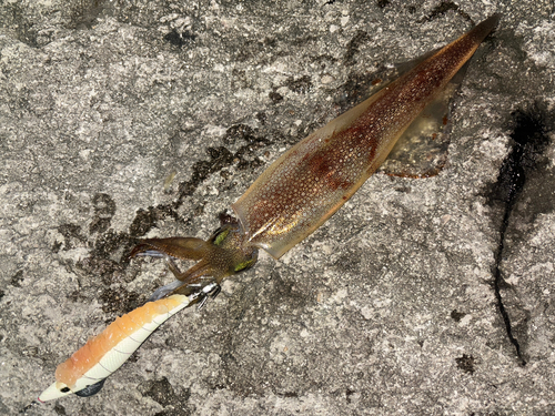 ヤリイカの釣果