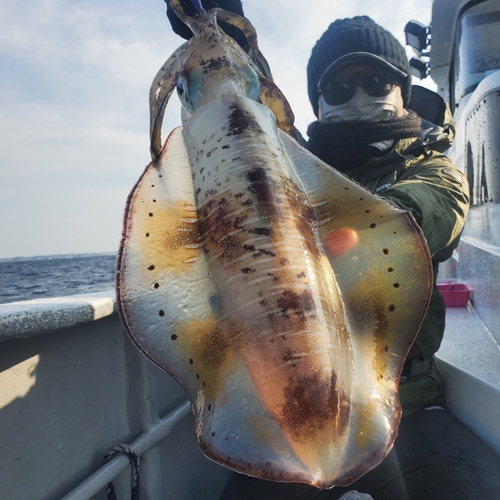 アオリイカの釣果