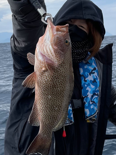 オオモンハタの釣果