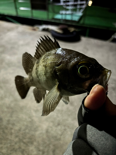 メバルの釣果