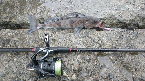 ホッケの釣果