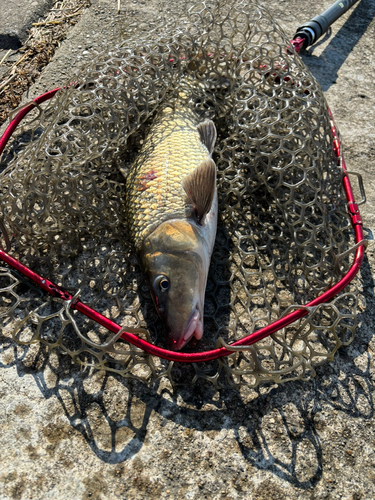 ニゴイの釣果