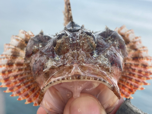 イヌカサゴの釣果