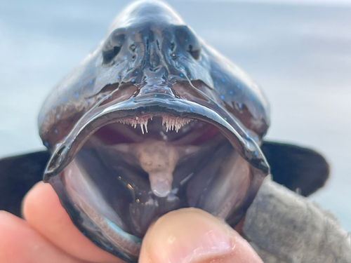 アオノメハタの釣果