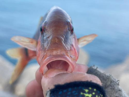 オジサンの釣果