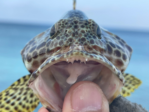 カンモンハタの釣果