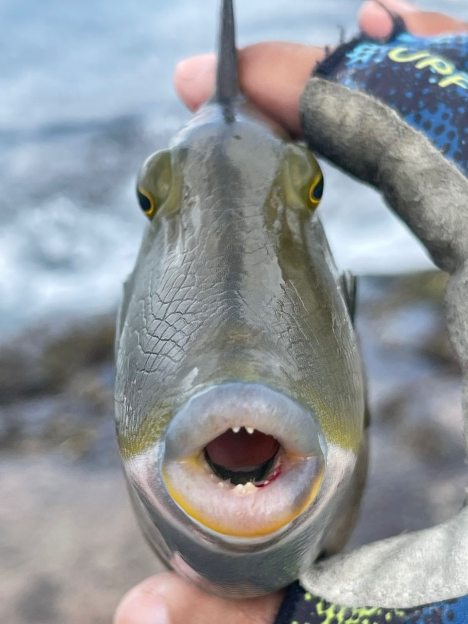 メガネハギ