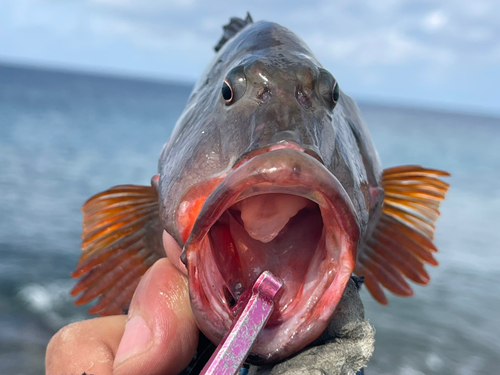 ゴンベの釣果