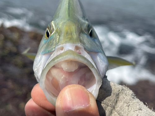 カスミアジの釣果