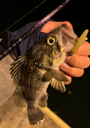 クロソイの釣果