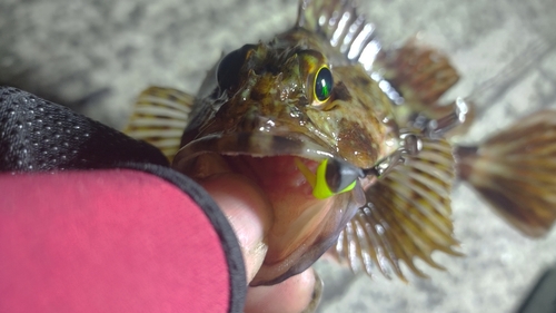 カサゴの釣果