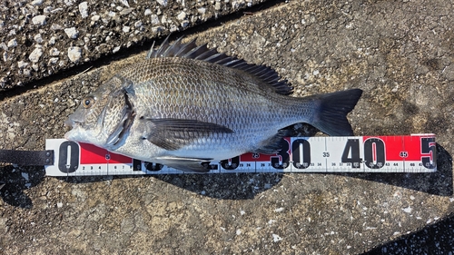 クロダイの釣果