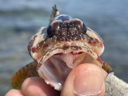 イシガキハタの釣果