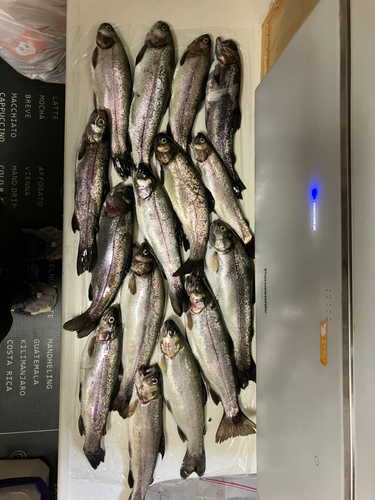 ニジマスの釣果