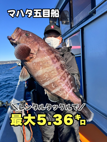 マハタの釣果