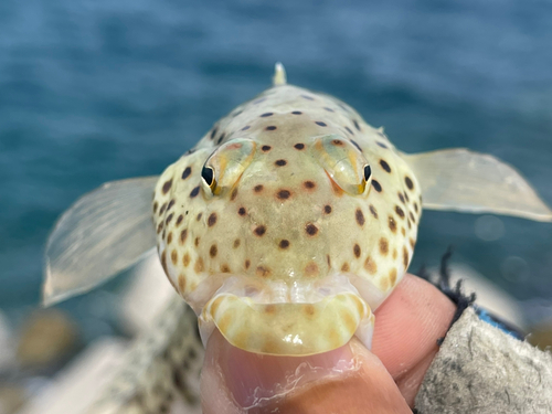 オグロトラギスの釣果