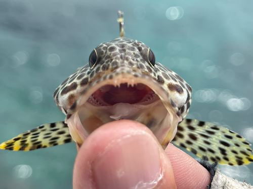 カンモンハタの釣果