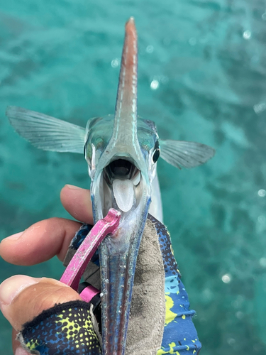 オキザヨリの釣果