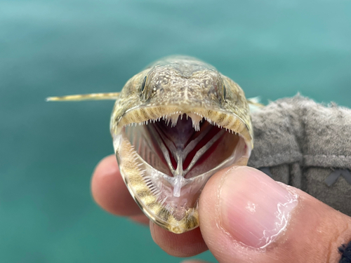 エソの釣果