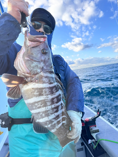 マハタの釣果