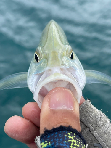 カスミアジの釣果