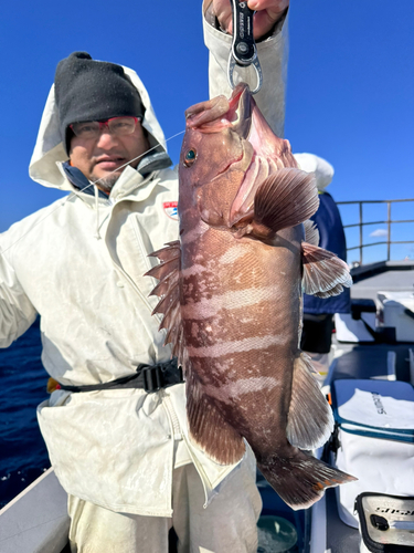 マハタの釣果