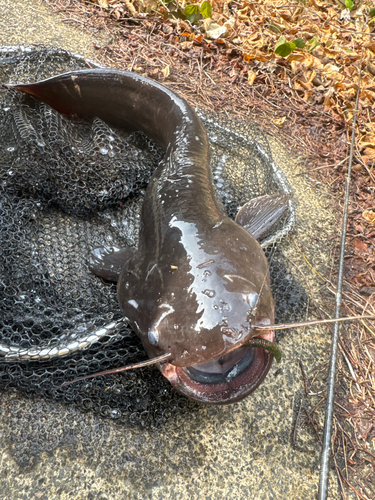 ナマズの釣果