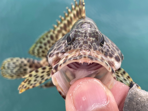 カンモンハタの釣果