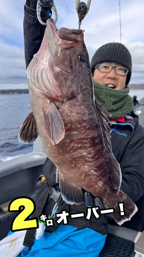 マハタの釣果