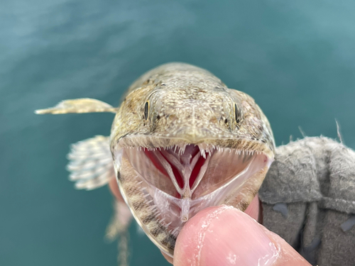 エソの釣果