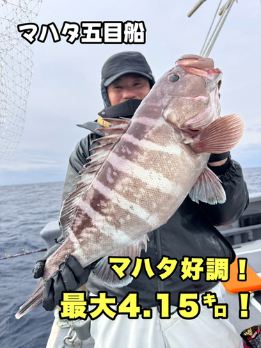 マハタの釣果