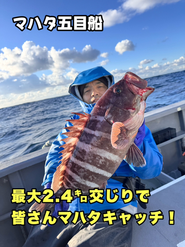 マハタの釣果