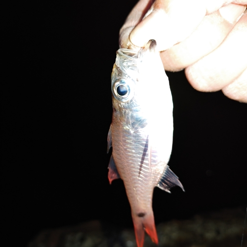 ネンブツダイの釣果