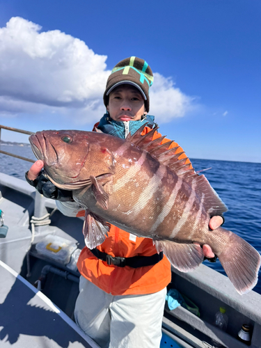 マハタの釣果