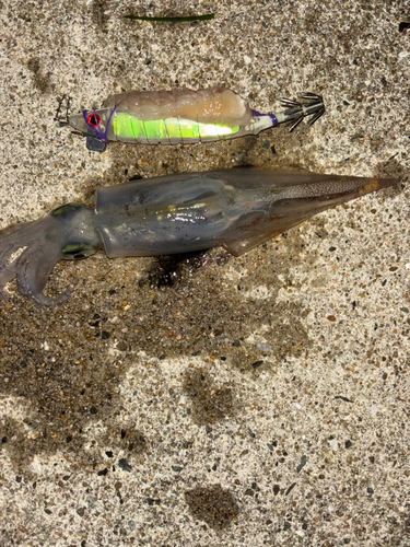 ヤリイカの釣果