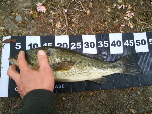 ブラックバスの釣果