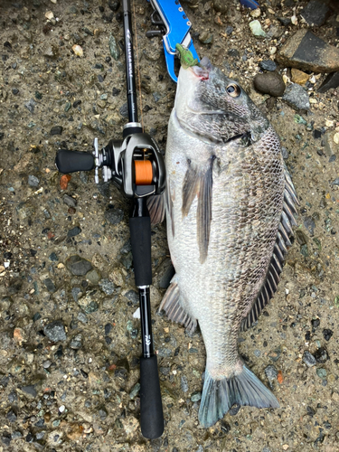 チヌの釣果