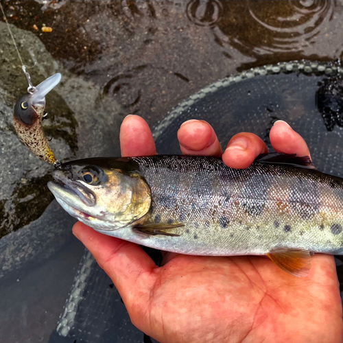 ヤマメの釣果