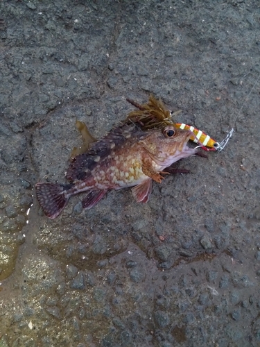 アラカブの釣果