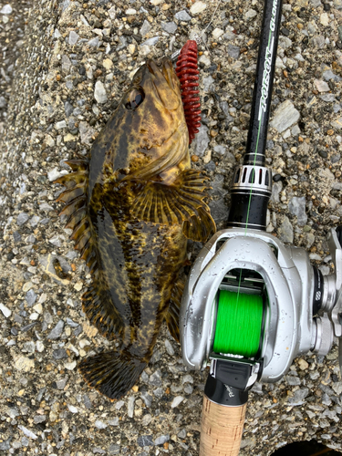 タケノコメバルの釣果