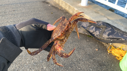 カニの釣果