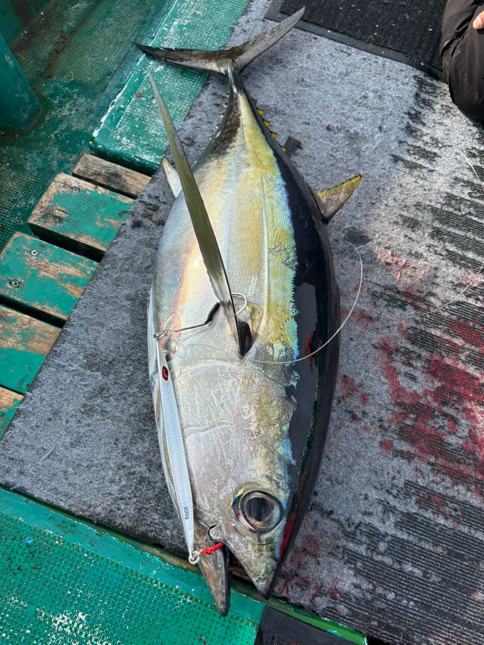 タイガーフィッシング奏丸さんの釣果 2枚目の画像