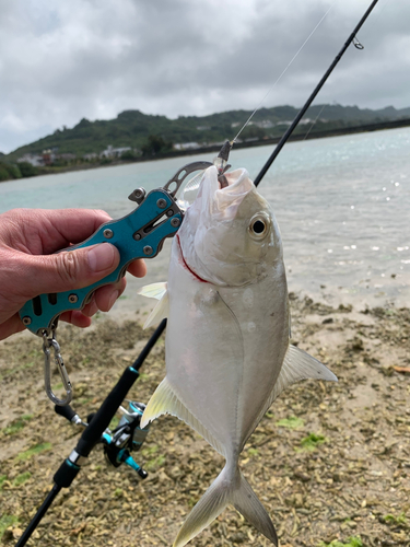 ガーラの釣果