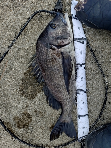 クロダイの釣果